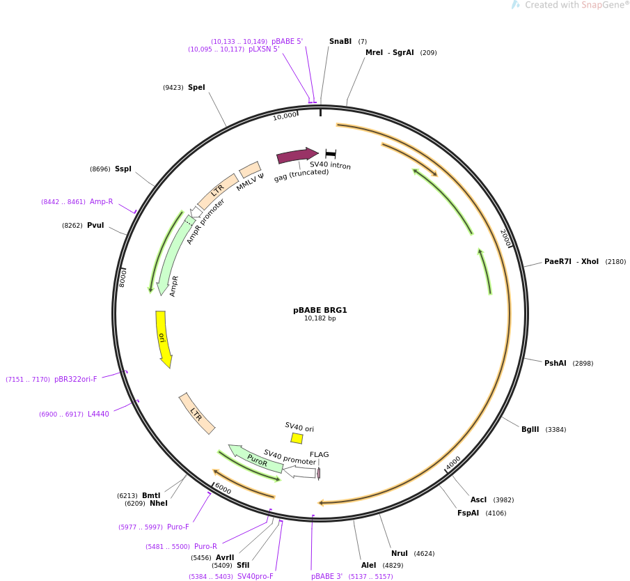 pBABE BRG1质粒图谱